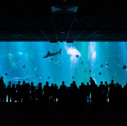 réservez votre place pour une exposition immersive unique et vivez une expérience artistique hors du commun.