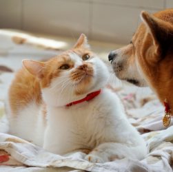 découvrez les clés d'une cohabitation réussie entre chiens et chats pour un foyer harmonieux et sans stress.