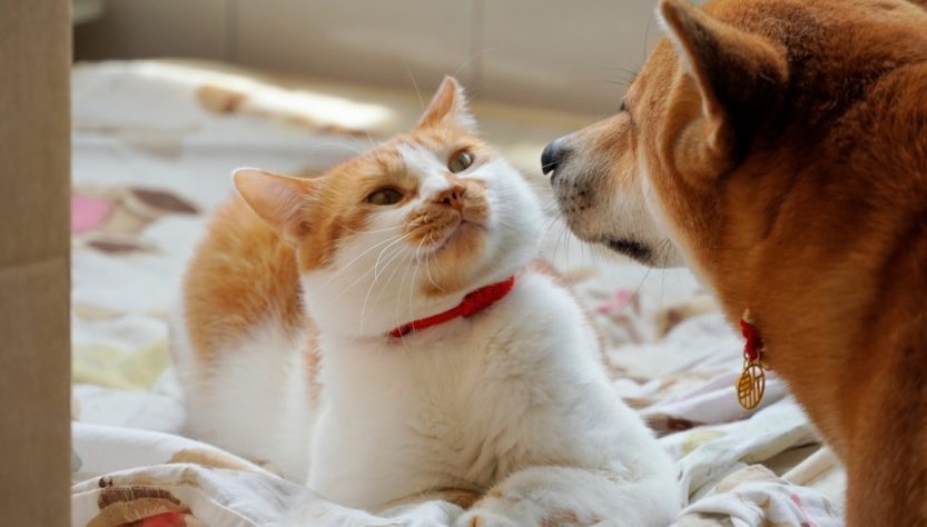 découvrez les clés d'une cohabitation réussie entre chiens et chats pour un foyer harmonieux et sans stress.