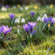 Pelouse de jardin au début du printemps, parsemée de crocus violets, de perce-neige blancs et de petits narcisses jaunes sous une douce lumière matinale.